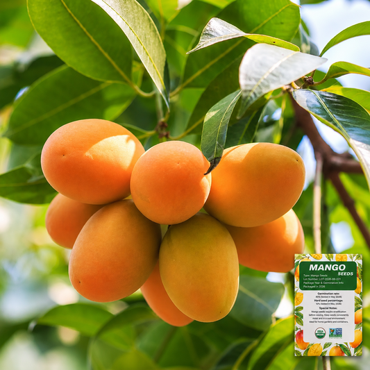 🥭Extra-Sweet Superior Pink Mango for Plant