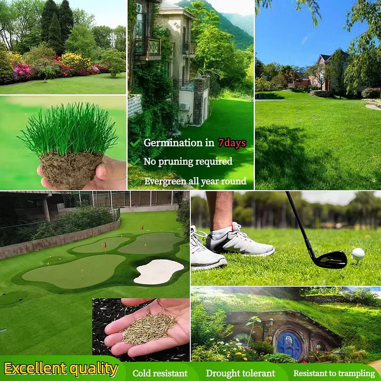 🔥Last Day Promotion 49% OFF🔥🌱2026 Evergreen Dwarf Grass Seed for Four Seasons| Durable, Vibrant Green All Year