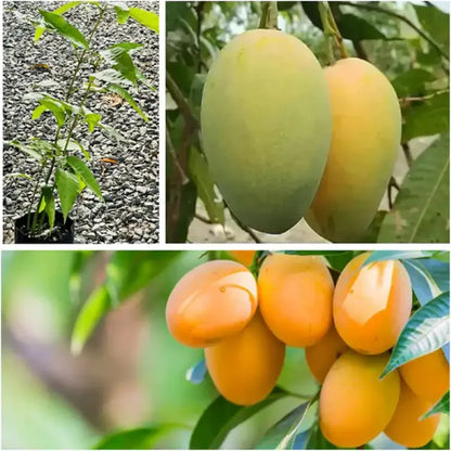 🥭Extra-Sweet Superior Pink Mango for Plant