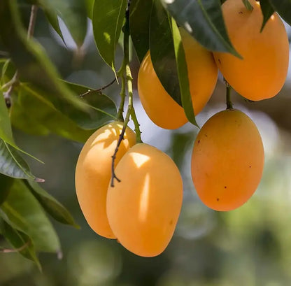 🥭Extra-Sweet Superior Pink Mango for Plant